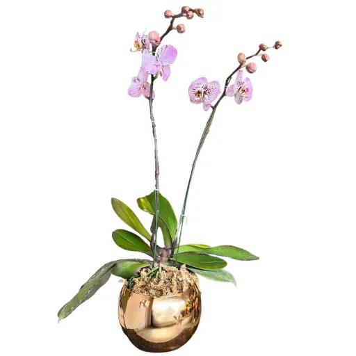 Orquidea blanca XII